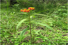 Asclepias curassavica